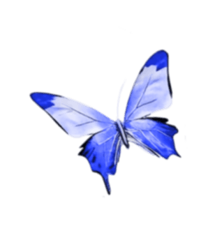Butterfly 1