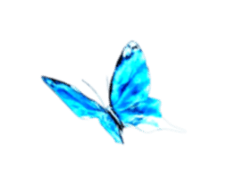 Butterfly 2