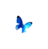 Butterfly 3