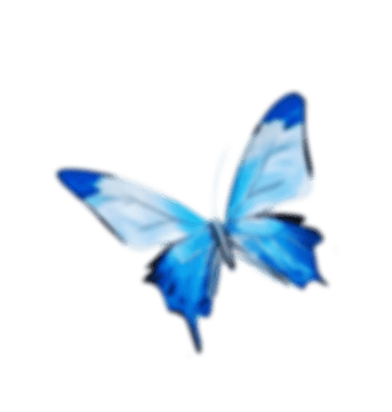 Butterfly 4