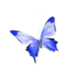 Butterfly 1