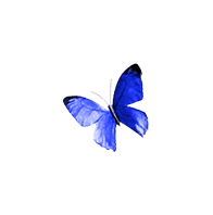 Butterfly 3