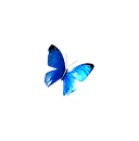 Butterfly 5